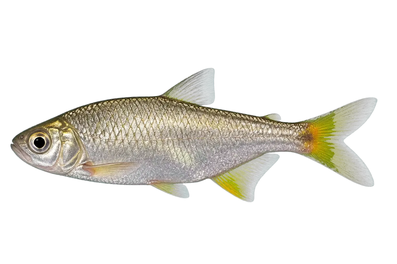 Veracruz tetra (Astyanax finitimus) specimen