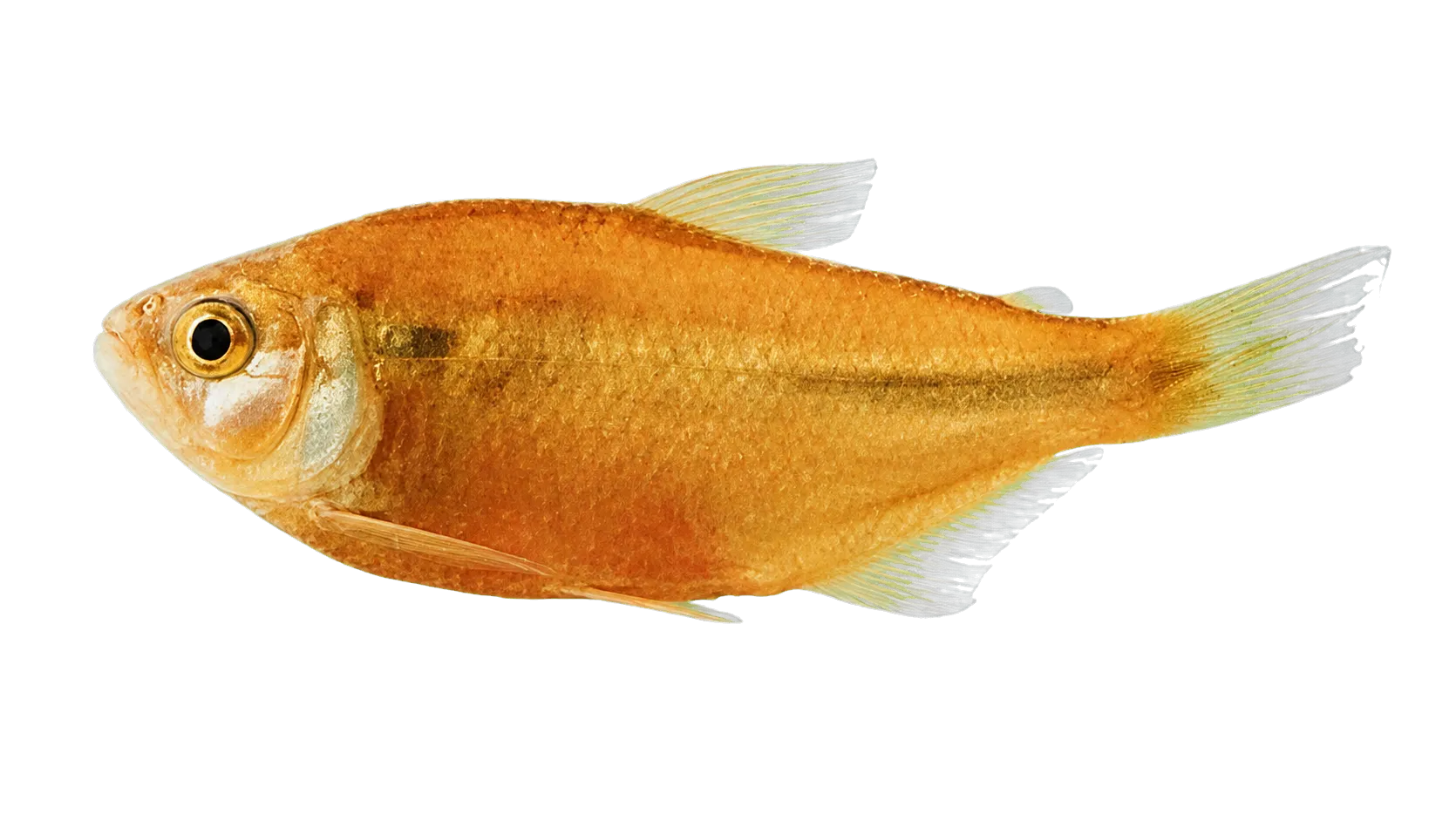 Astyanax gandhiae (Astyanax gandhiae) specimen