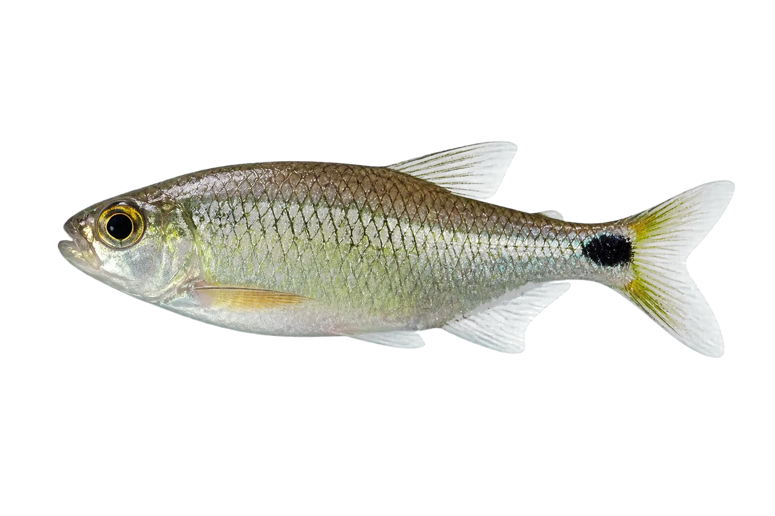 Lime Astyanax (Astyanax keronolepis) specimen