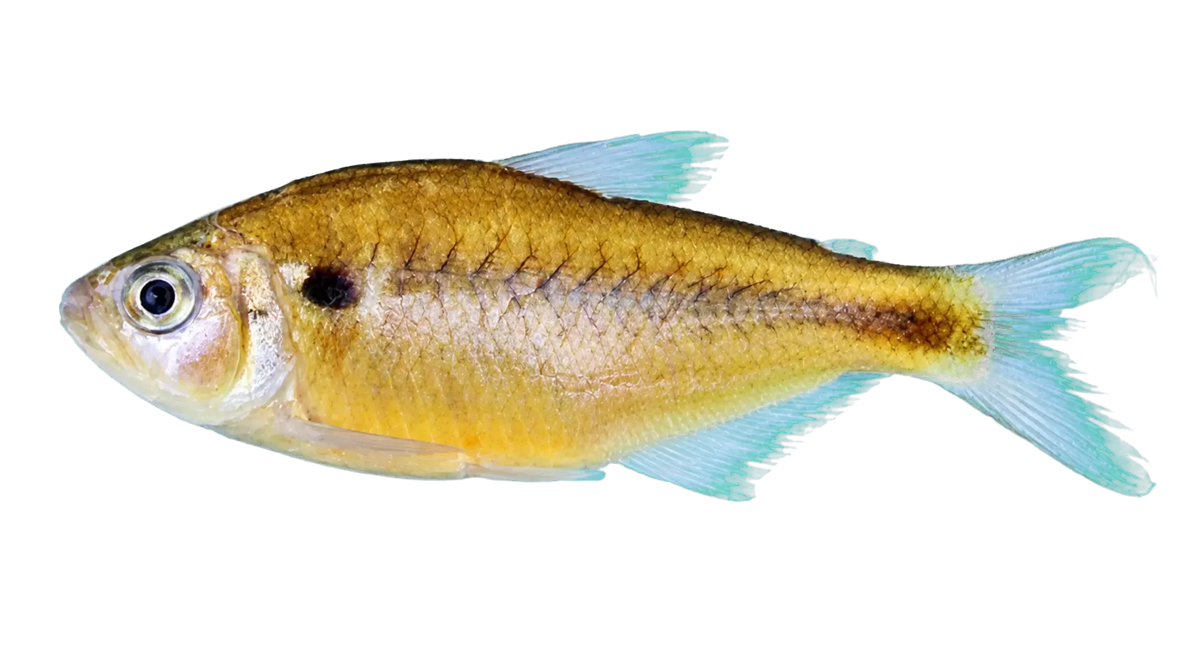 Astyanax moorii (Astyanax moorii) specimen