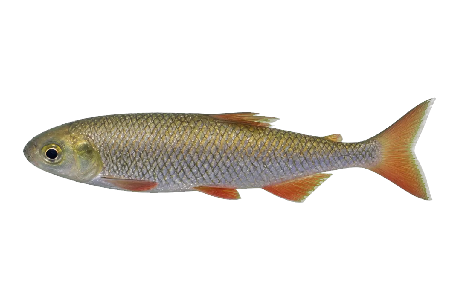 Panamanian tetra (Astyanax panamensis) specimen