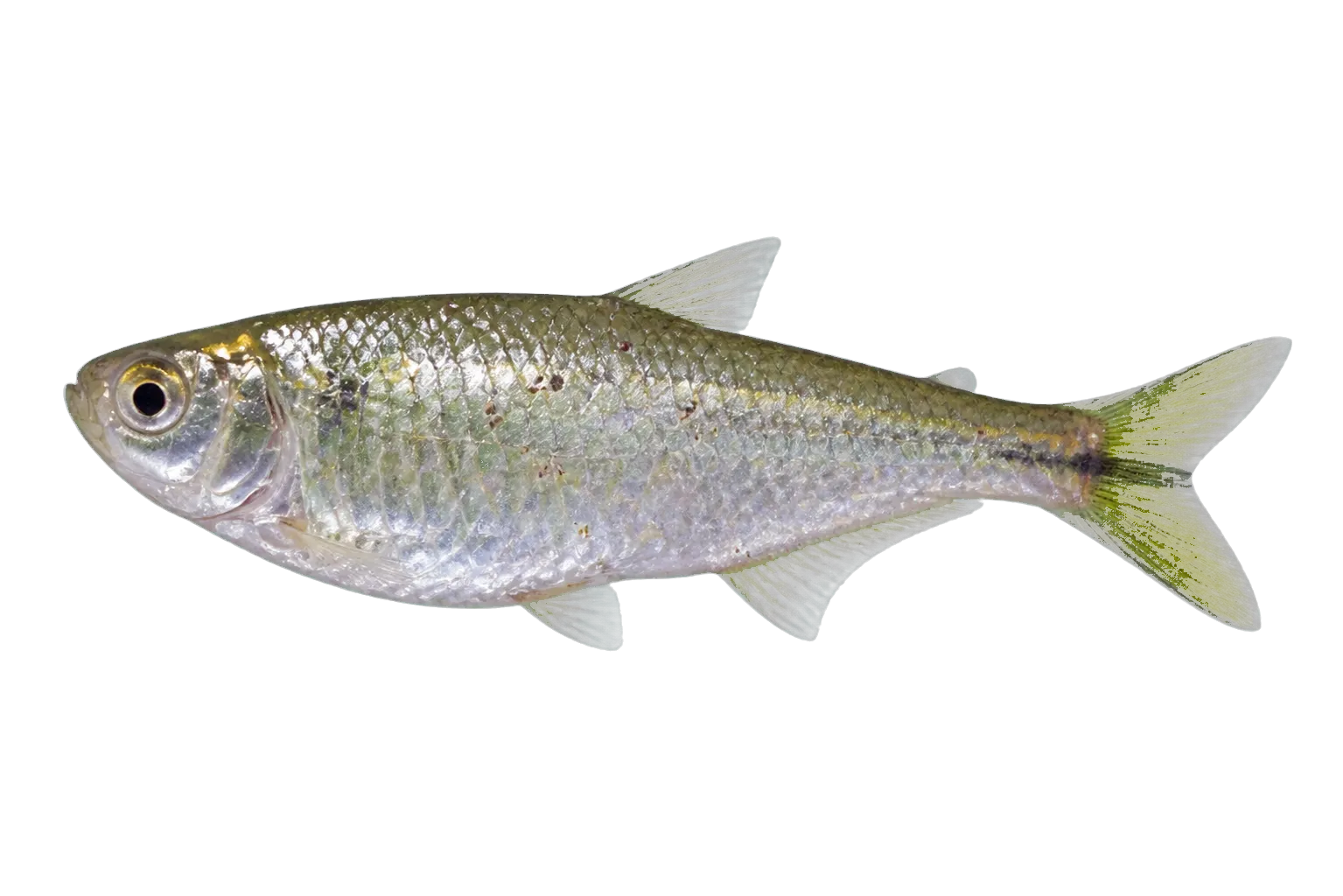 Tamiahua Tetra (Astyanax tamiahua) specimen