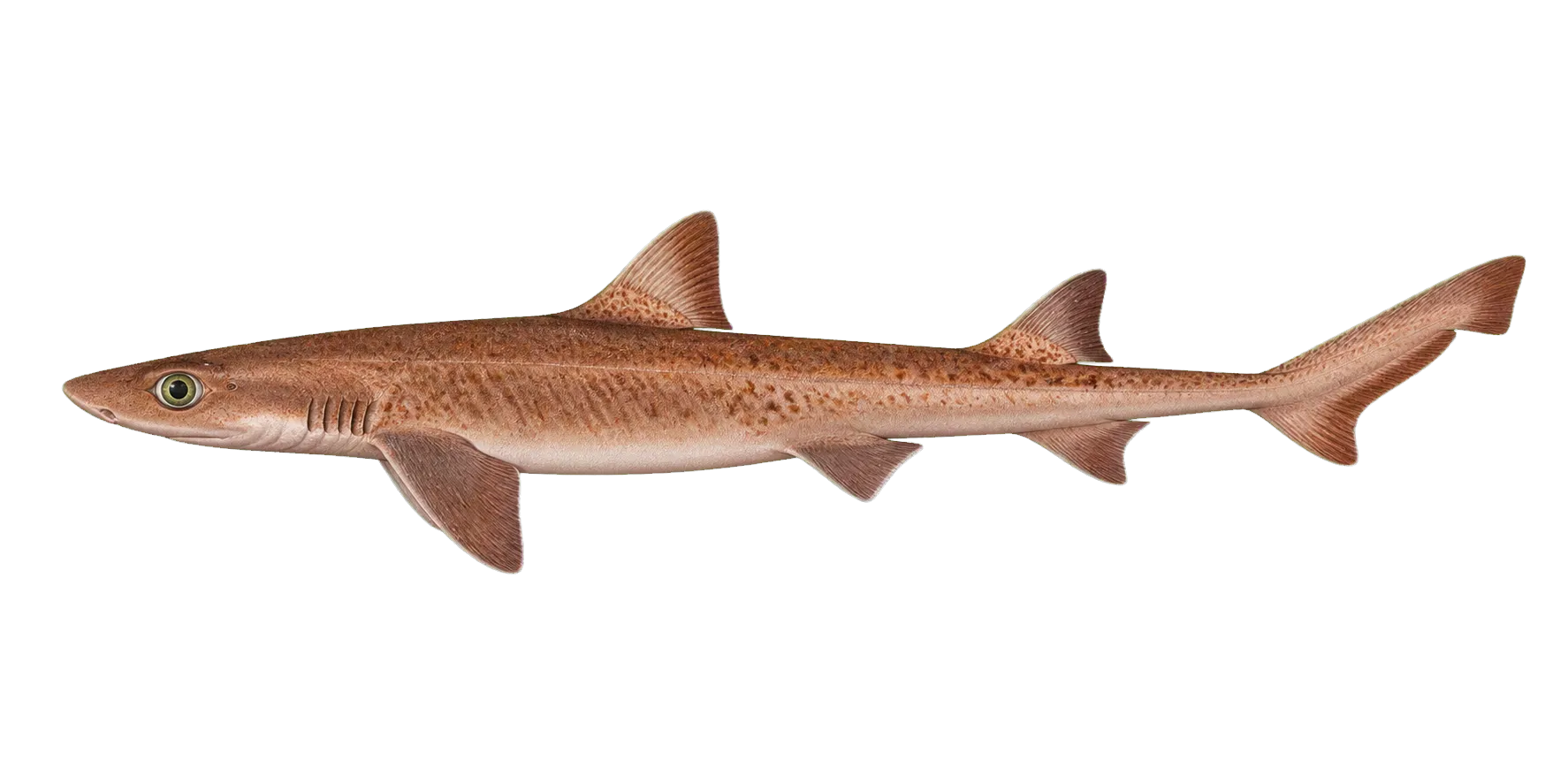 Orange spotted catshark (Asymbolus rubiginosus) specimen