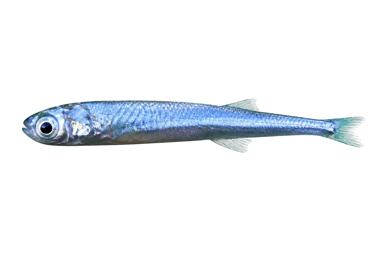Cape silverside (Atherina breviceps) specimen