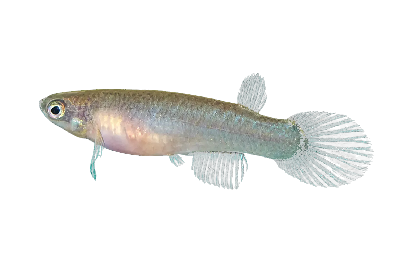 Festive Rivulus (Atlantirivulus luelingi) specimen