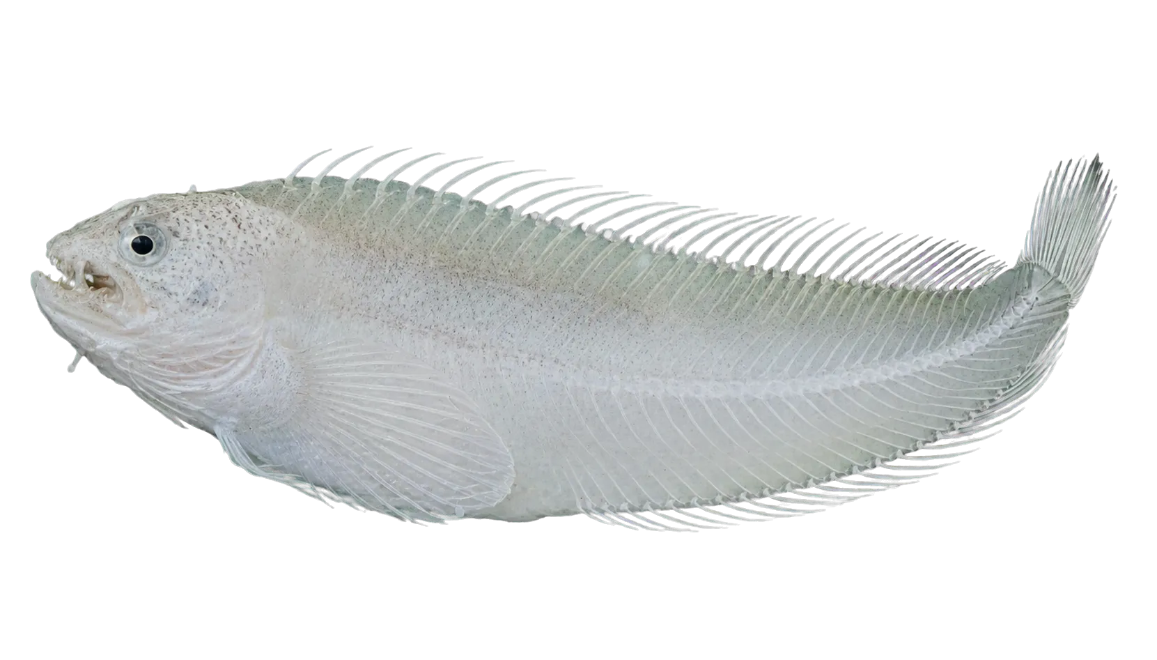 Auchenionchus variolosus (Auchenionchus variolosus) specimen