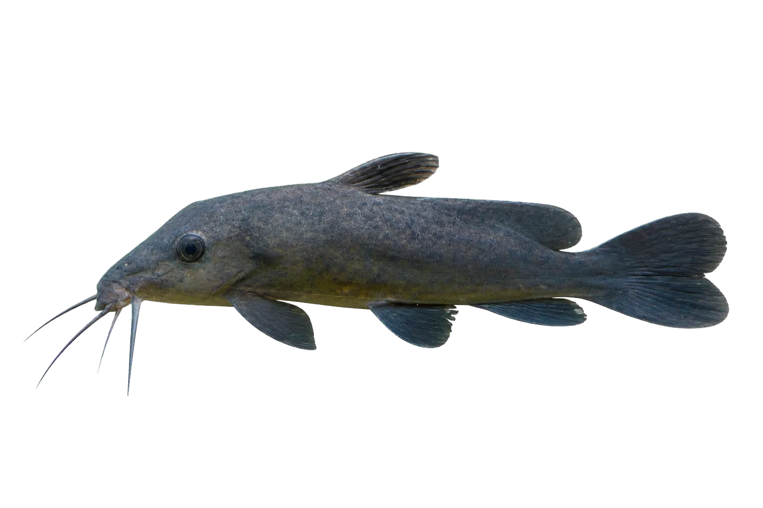 Giraffe catfish (Auchenoglanis occidentalis) specimen