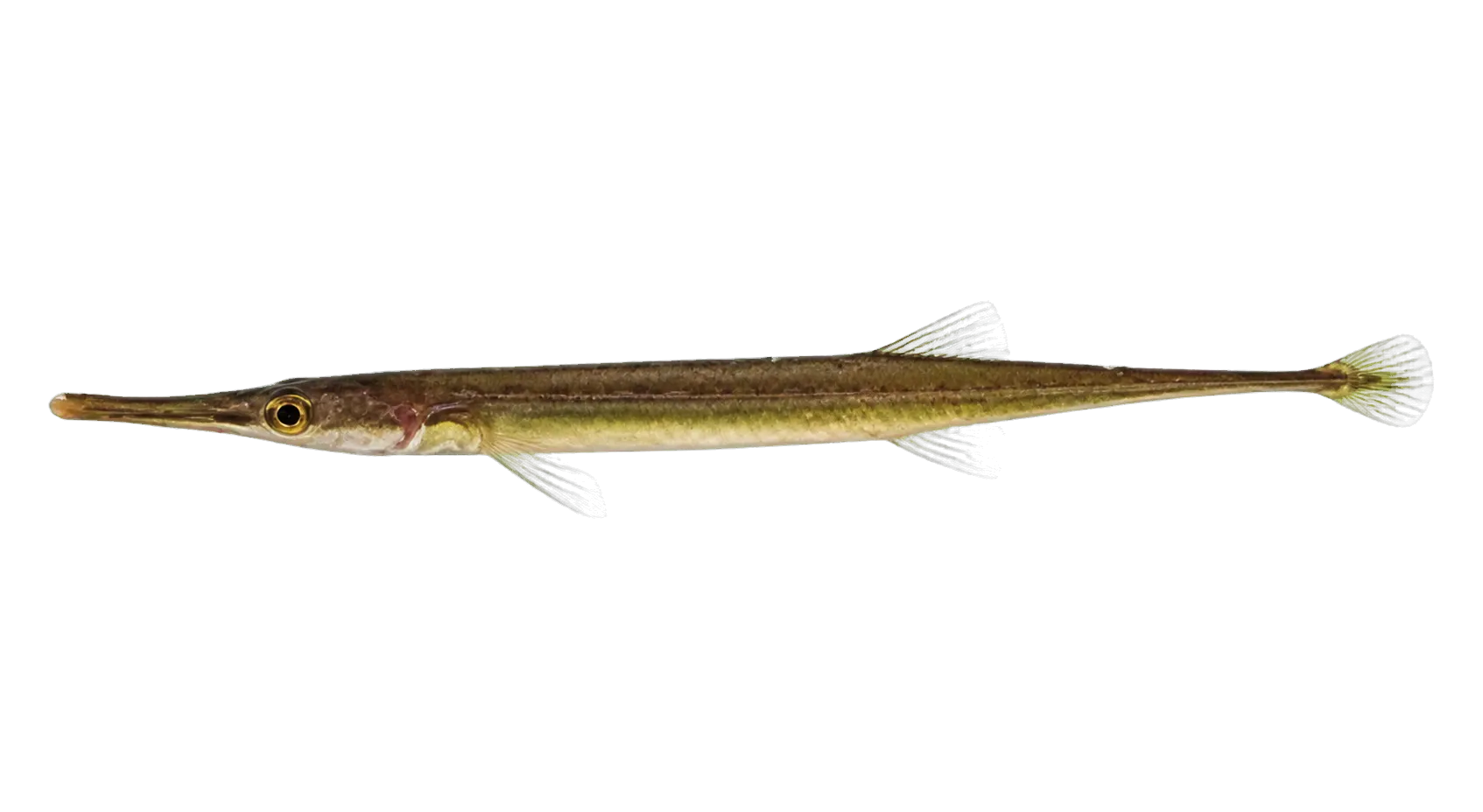 Tubenose (Aulichthys japonicus) specimen