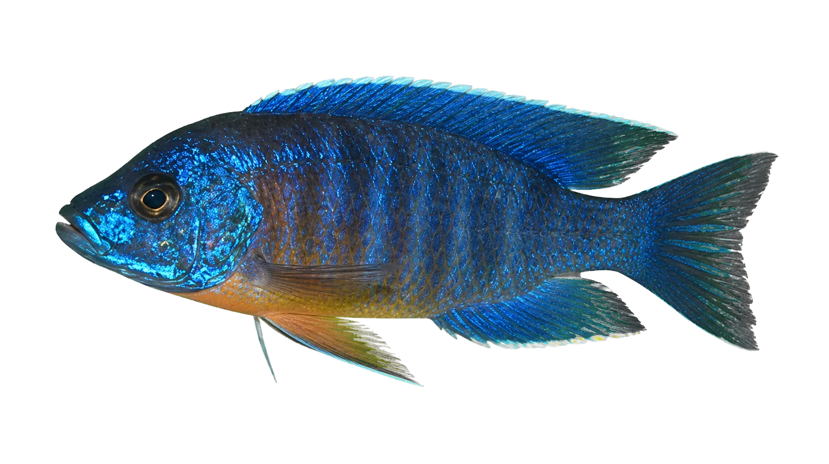 Fort Maguire Aulonocara (Aulonocara hansbaenschi) specimen