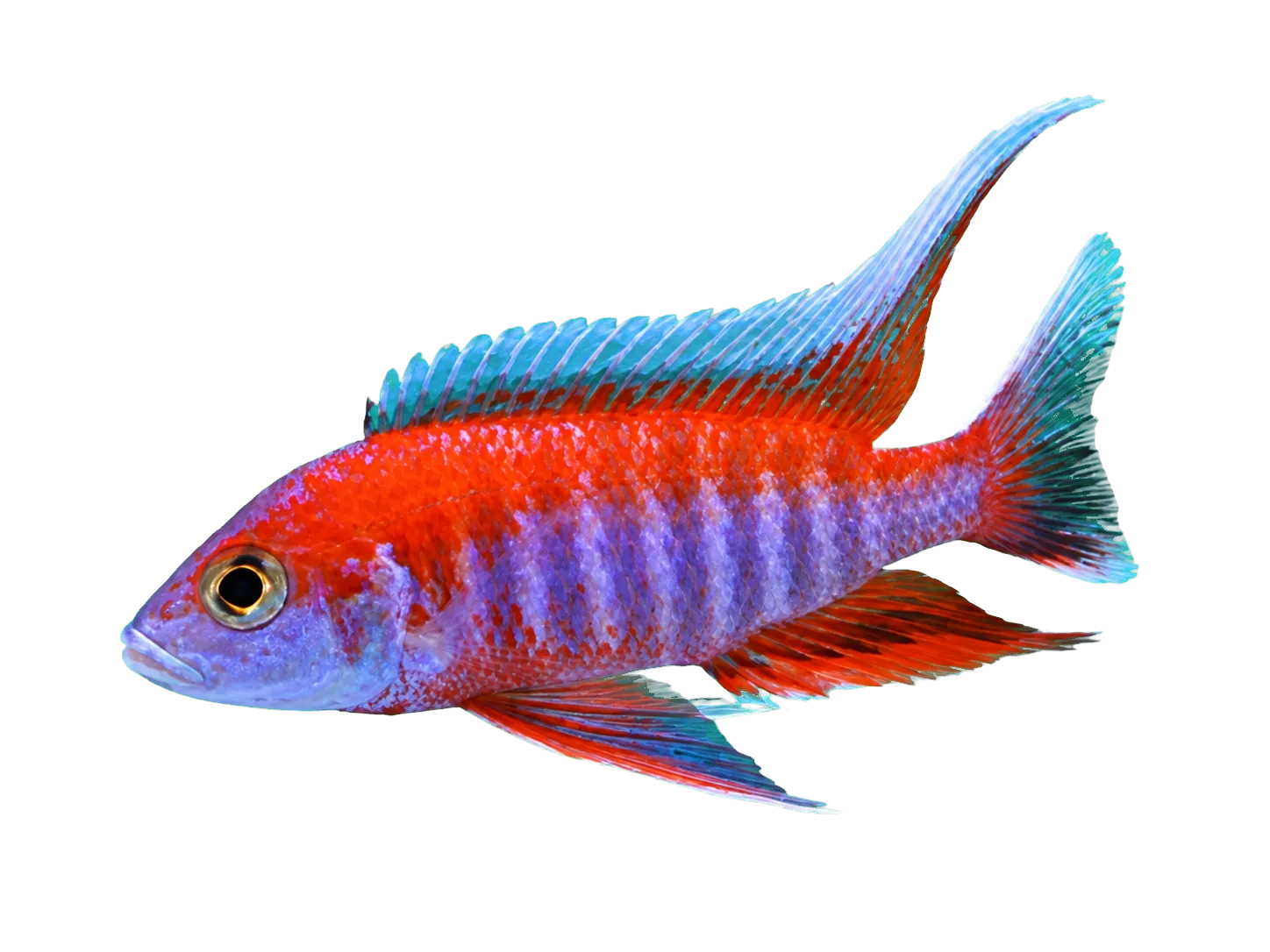 Fairy cichlid (Aulonocara jacobfreibergi) specimen