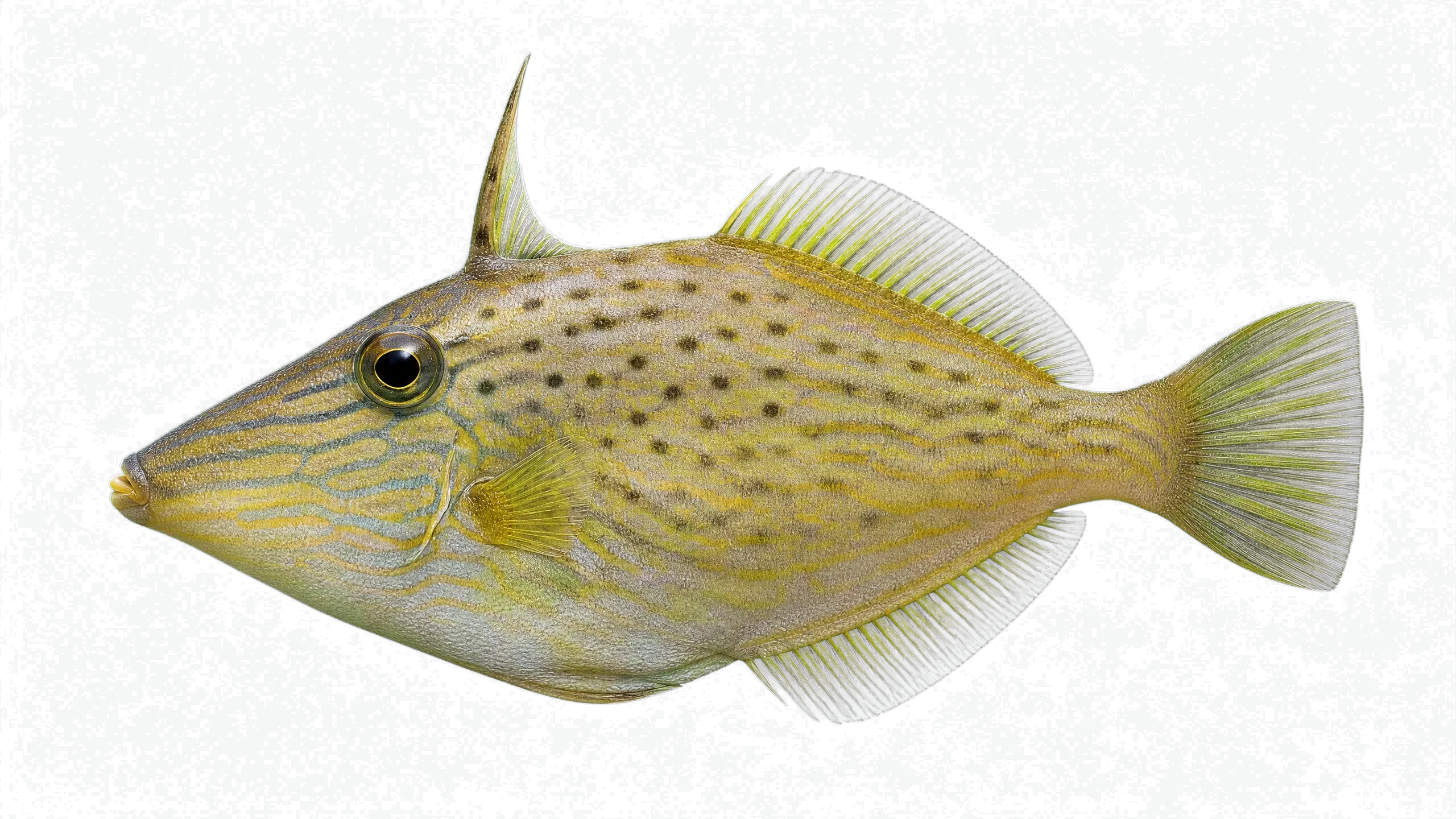 Dalmatian barbelgudgeon (Aulopyge huegelii) specimen