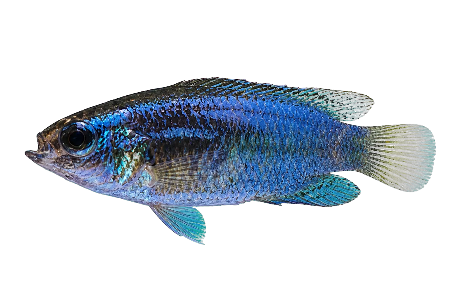 Assam Badis (Badis assamensis) specimen