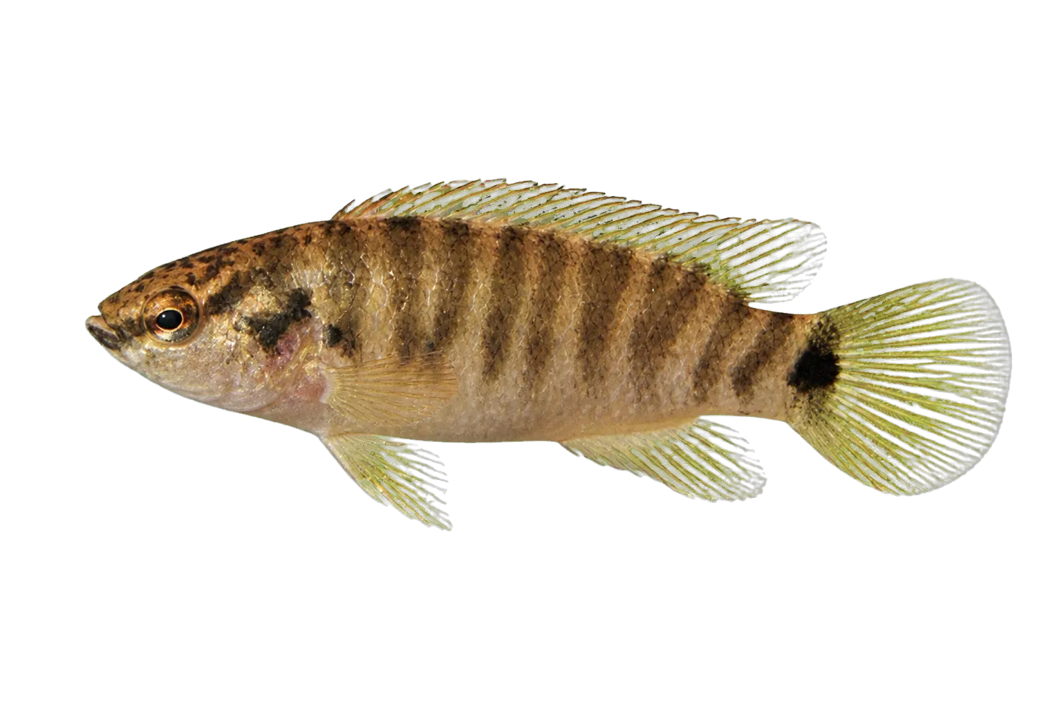 Juergen's Badis (Badis juergenschmidti) specimen