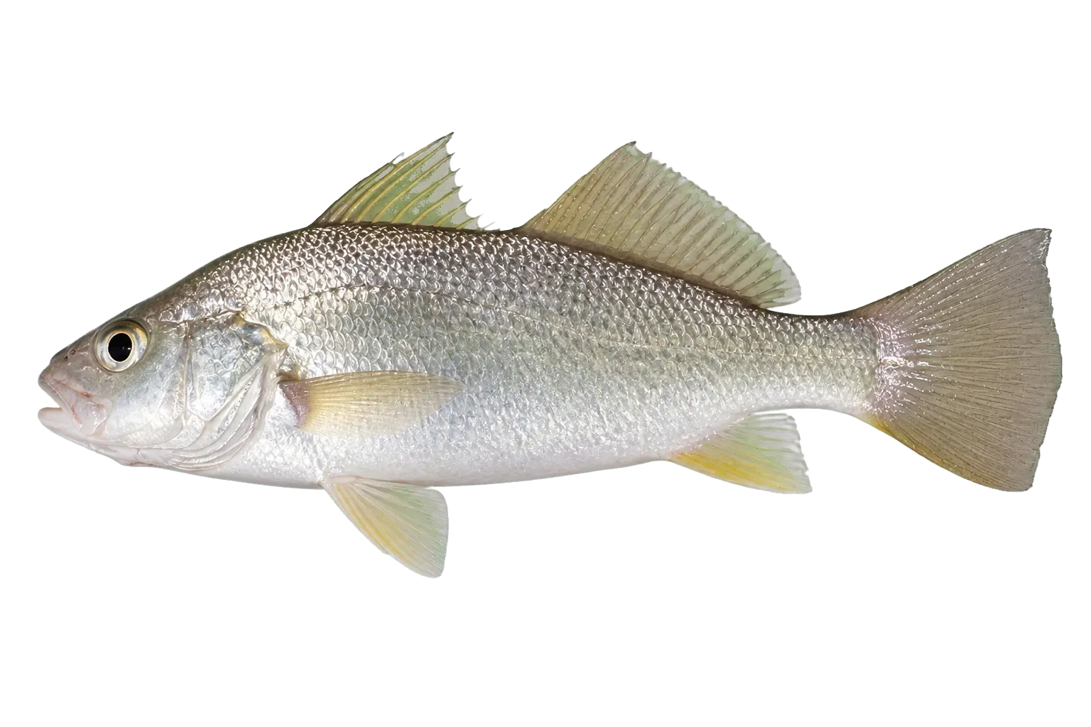 silver perch (Bairdiella chrysoura) specimen