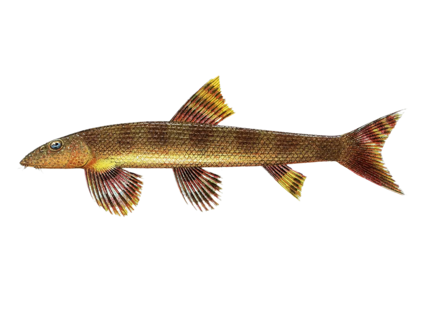 Black Lizard Loach (Balitoropsis zollingeri) specimen