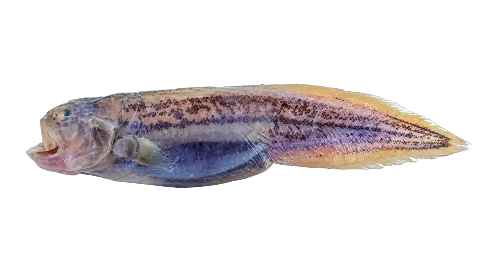 Spotted gelatinous cusk (Barathronus maculatus) specimen