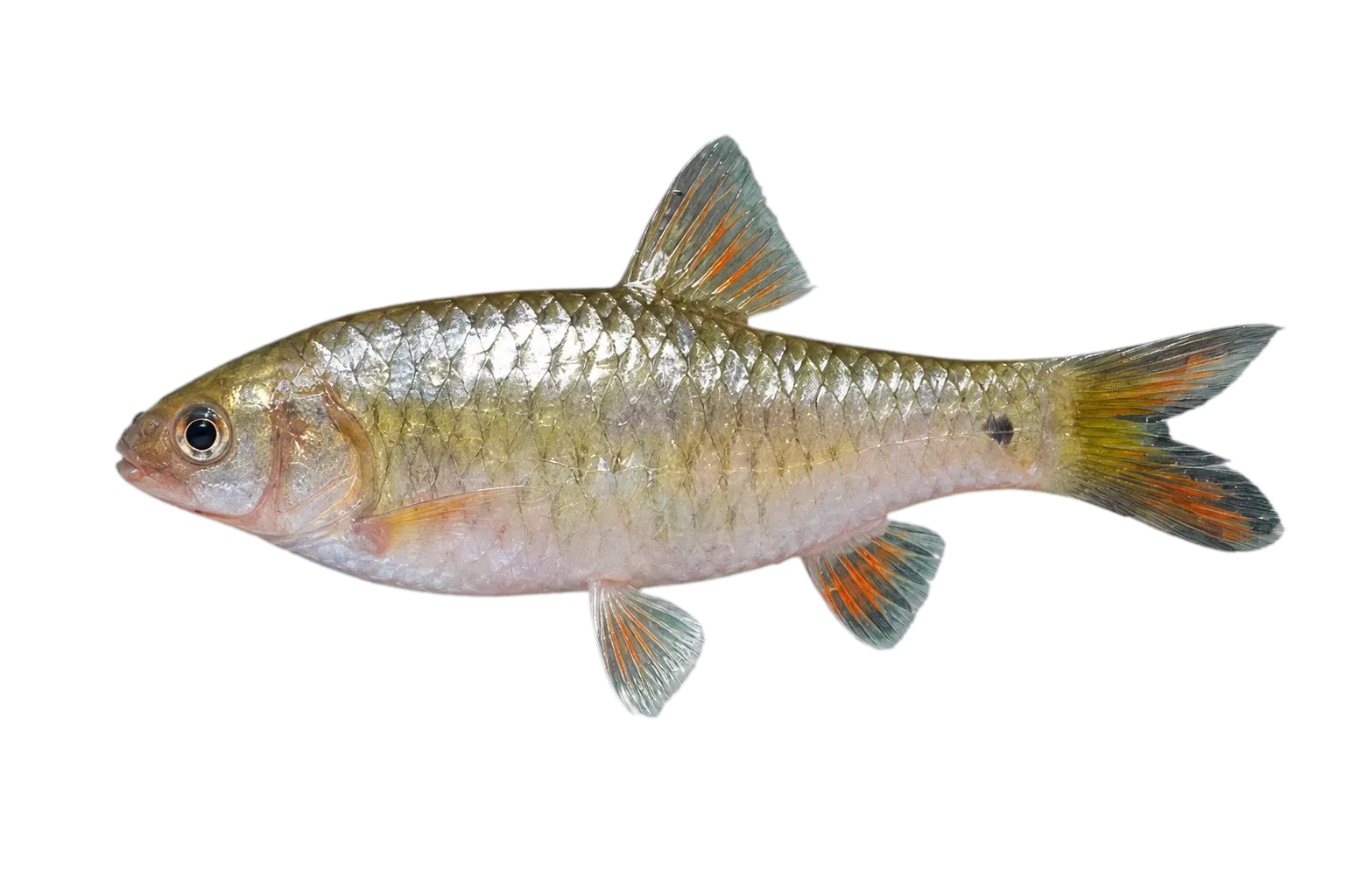 Tumba (Barbodes tumba) specimen