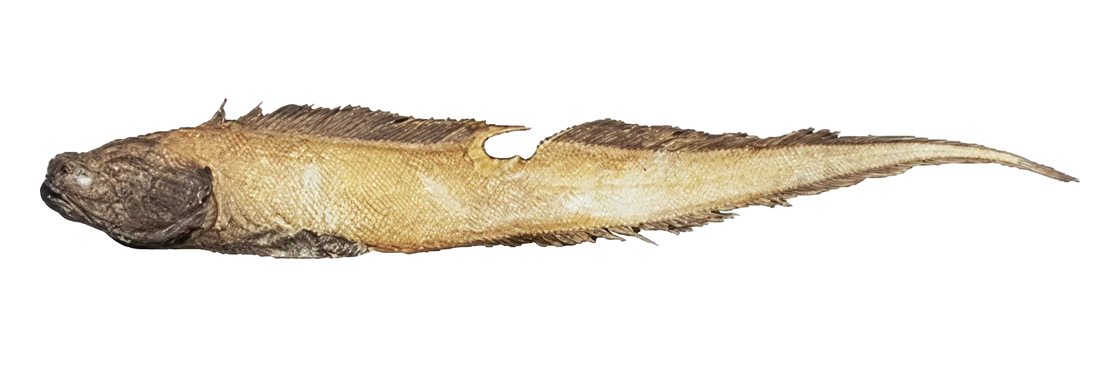 Glutin assfish (Bassozetus glutinosus) specimen