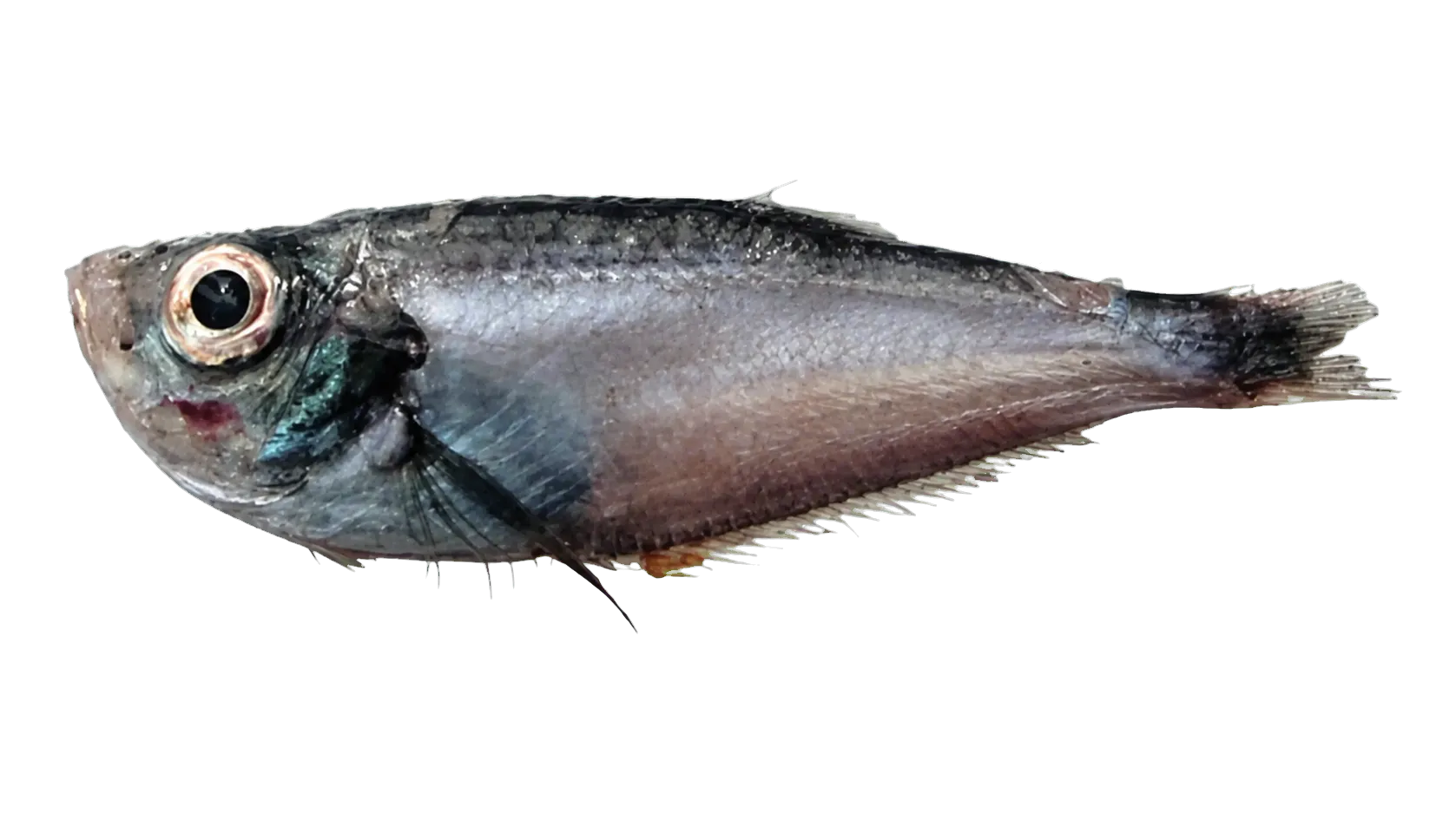 Indian deepsea herring (Bathyclupea hoskynii) specimen