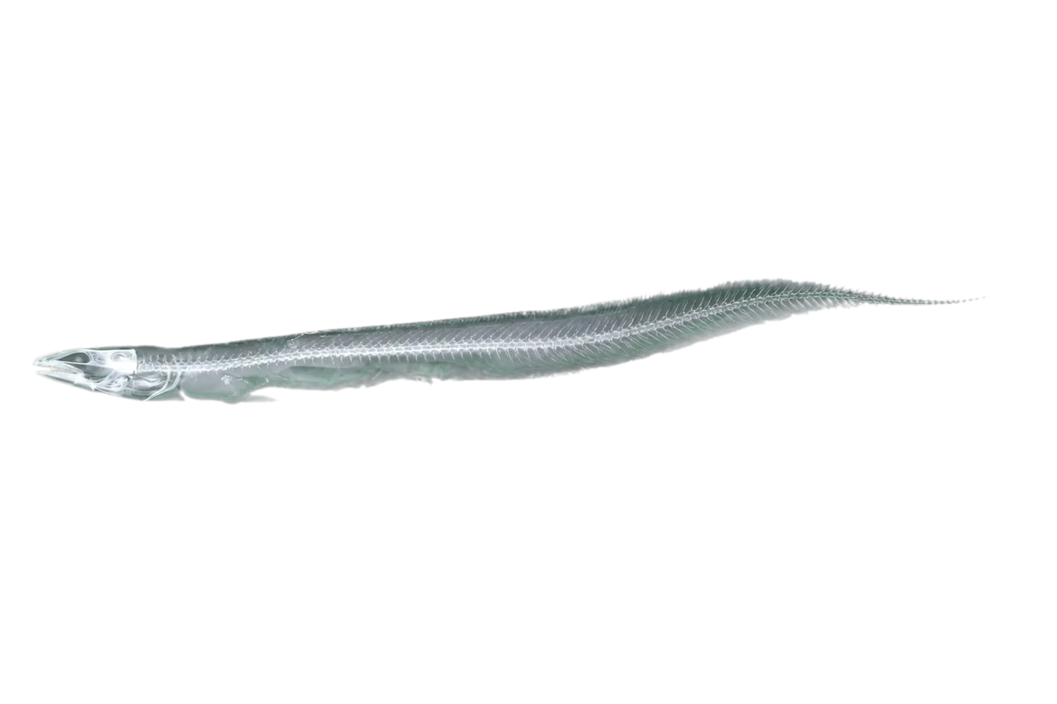 Blackedge conger (Bathycongrus retrotinctus) specimen