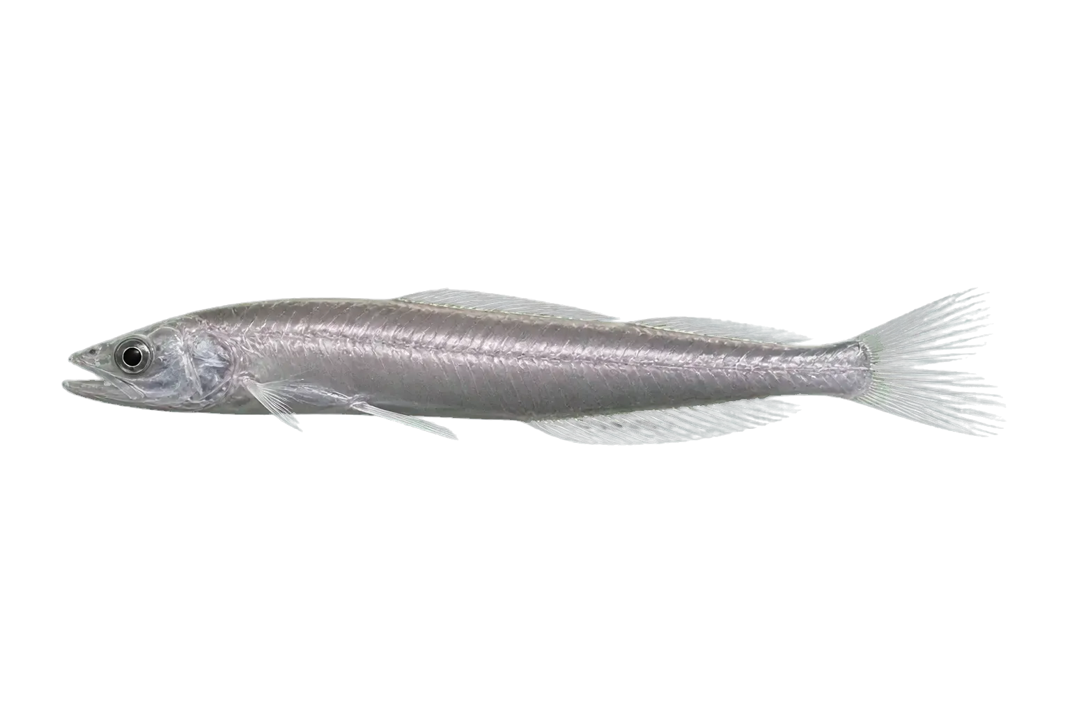 spiderfish (Bathypterois dubius) specimen