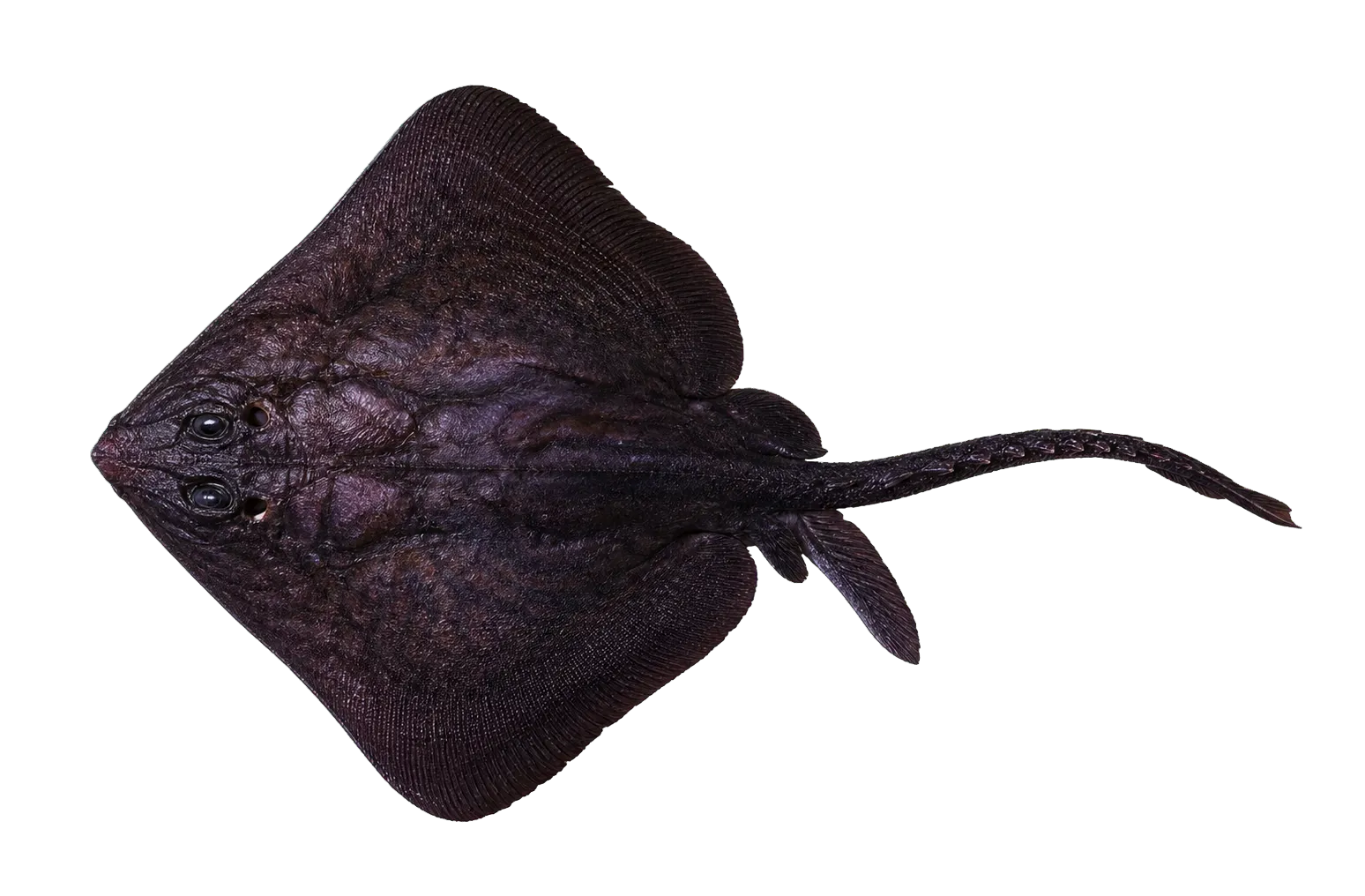 Purple-black skate (Bathyraja caeluronigricans) specimen