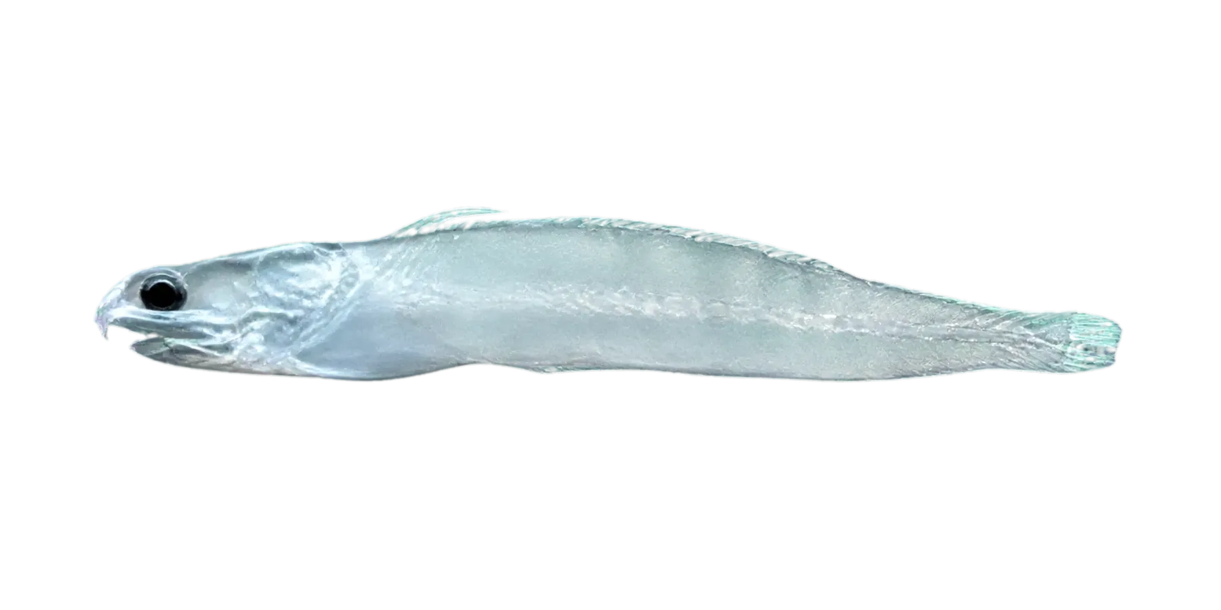 Bembrops magnisquamis (Bembrops magnisquamis) specimen