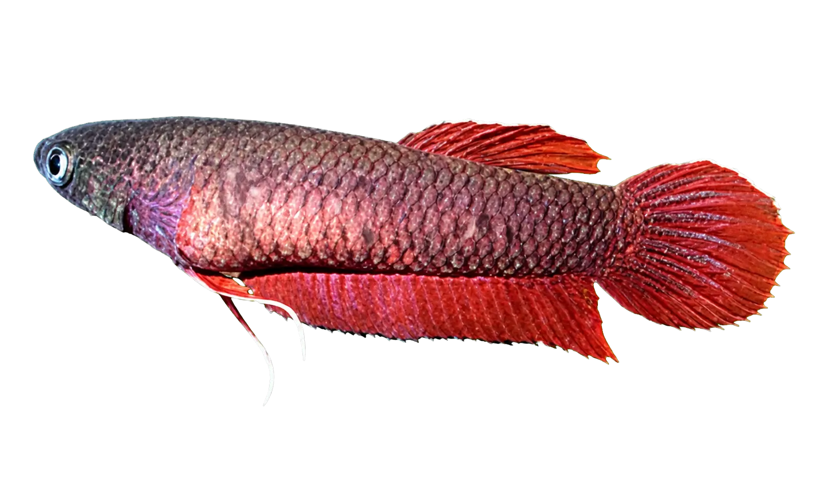 Betta mulyadii (Betta mulyadii) specimen