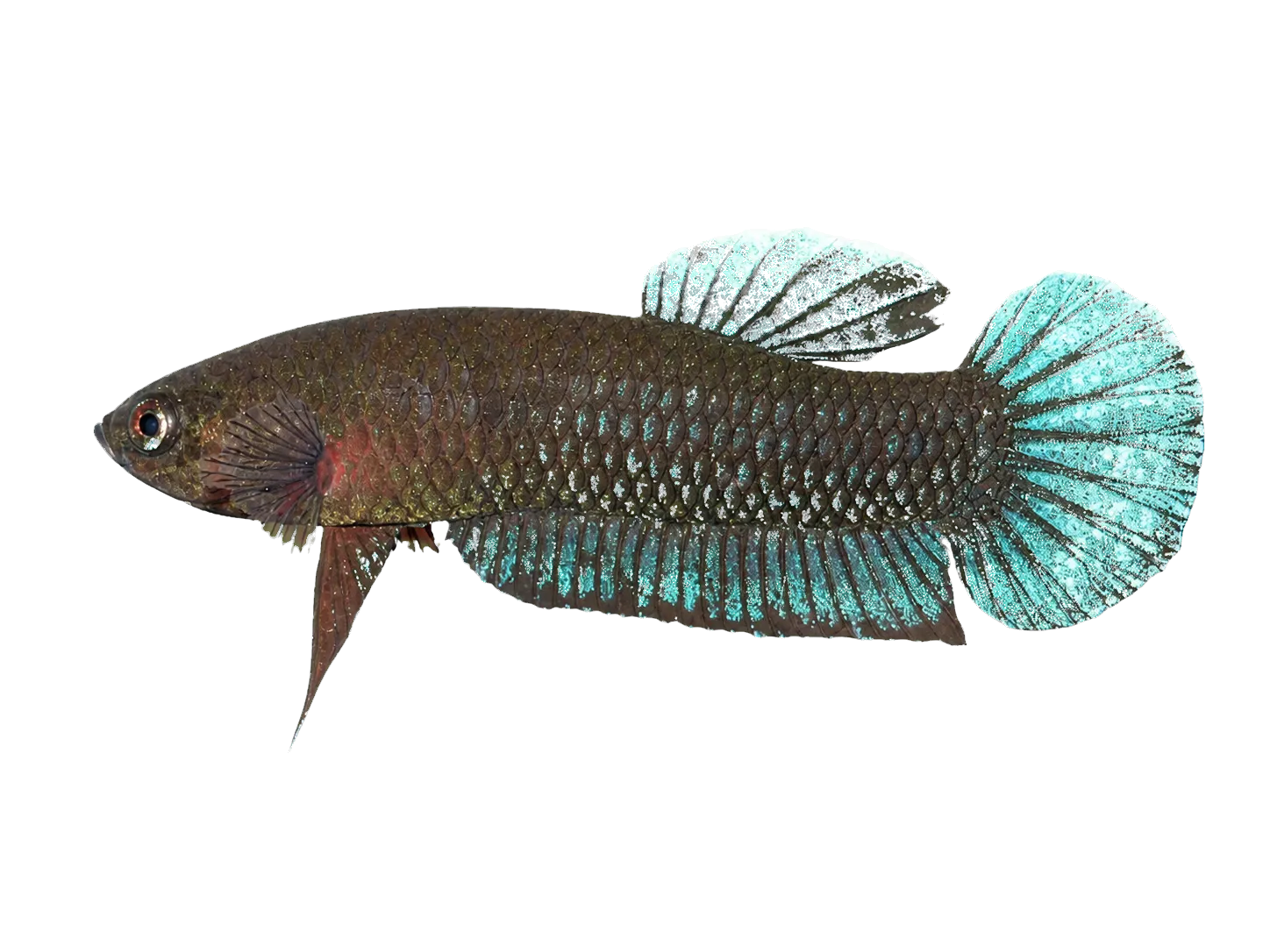 Black Dwarf Betta (Betta persephone) specimen