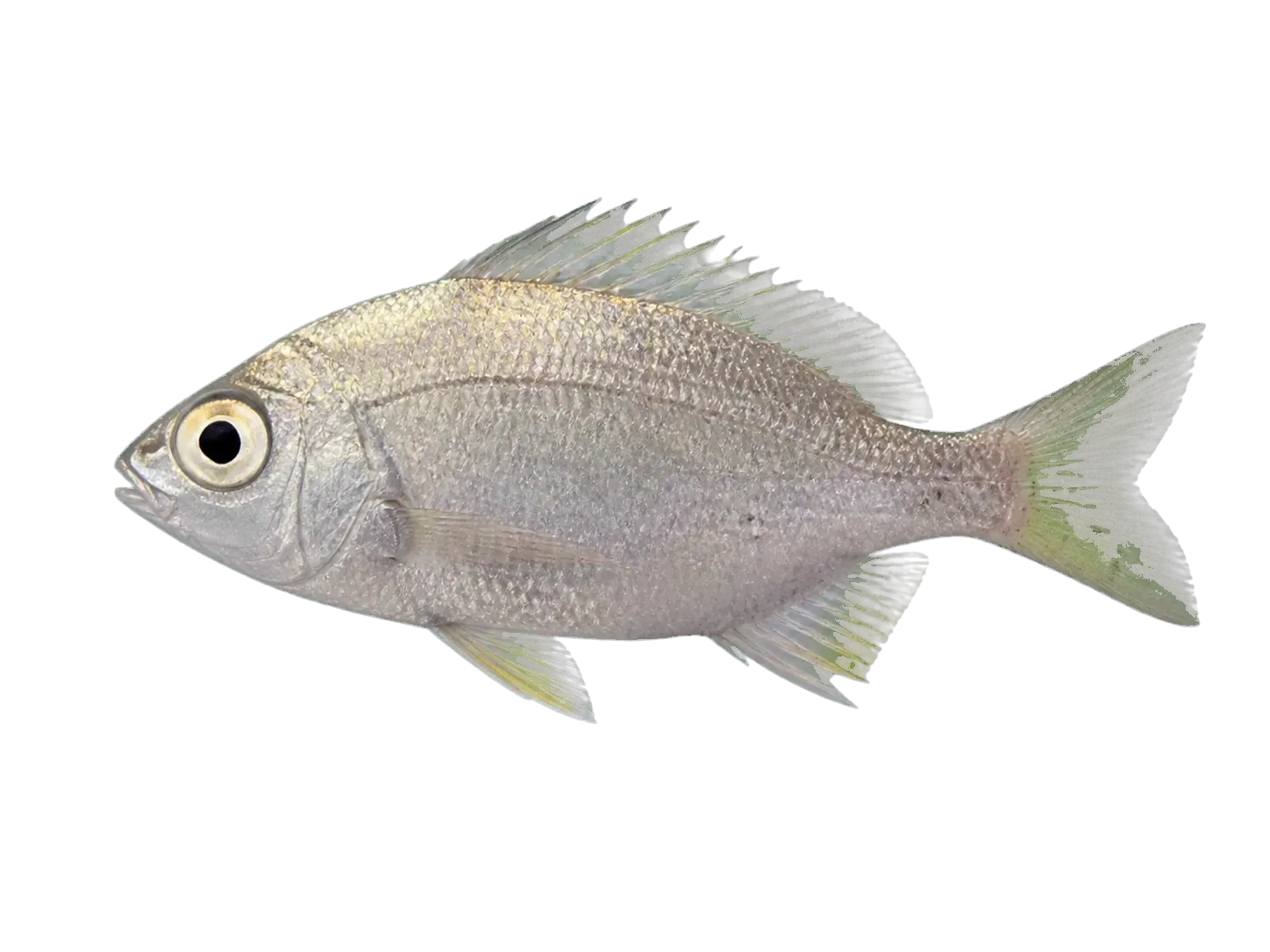 Welch's grunter (Bidyanus welchi) specimen