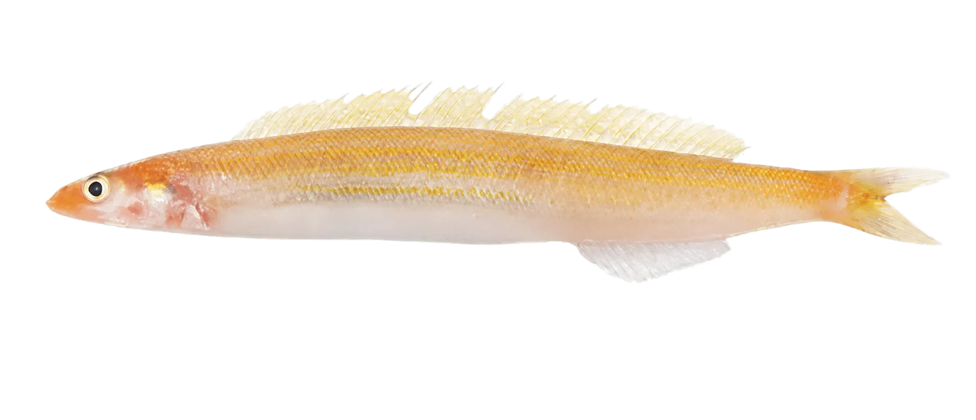 Yellow-striped sandlance (Bleekeria kallolepis) specimen