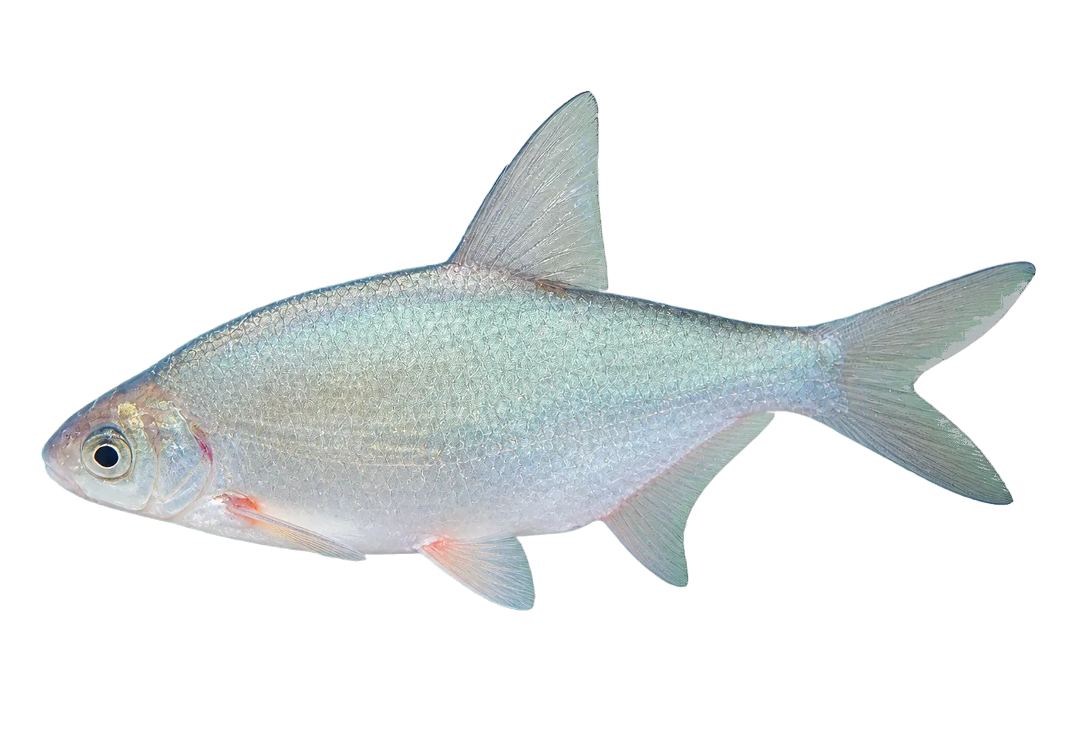 white bream (Blicca bjoerkna) specimen