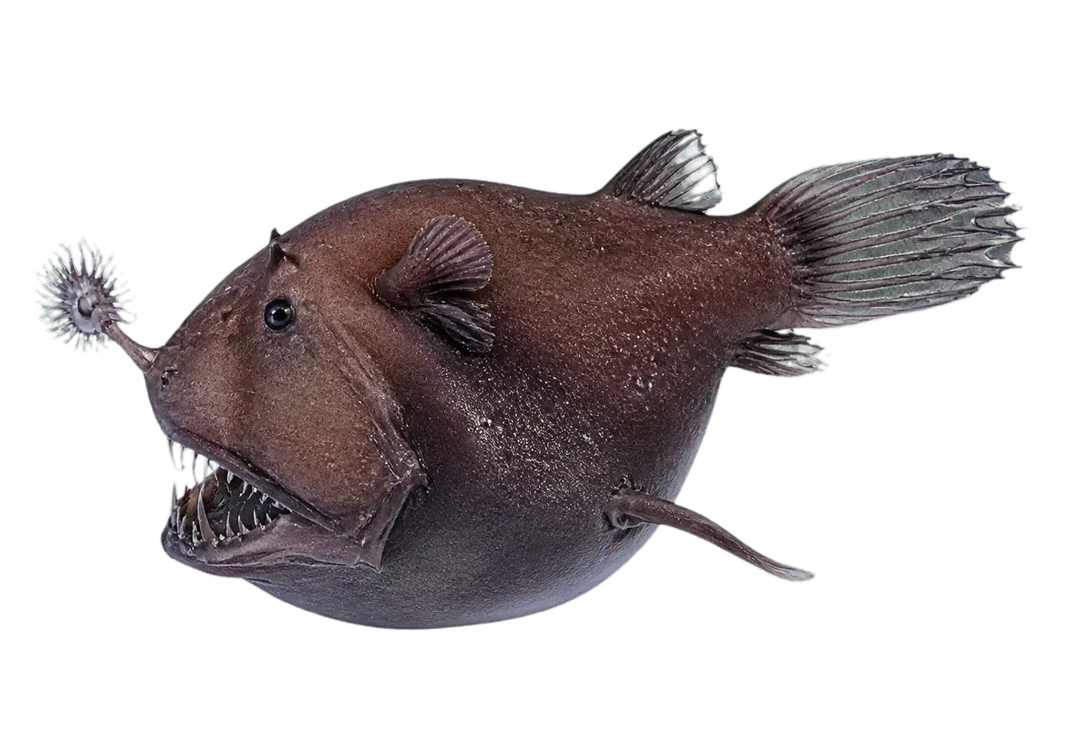 Netdevil (Borophryne apogon) specimen