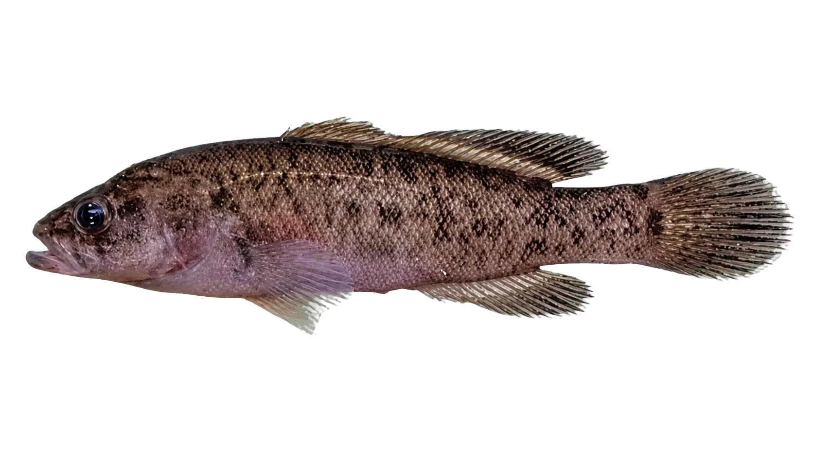 Nightfish (Bostockia porosa) specimen
