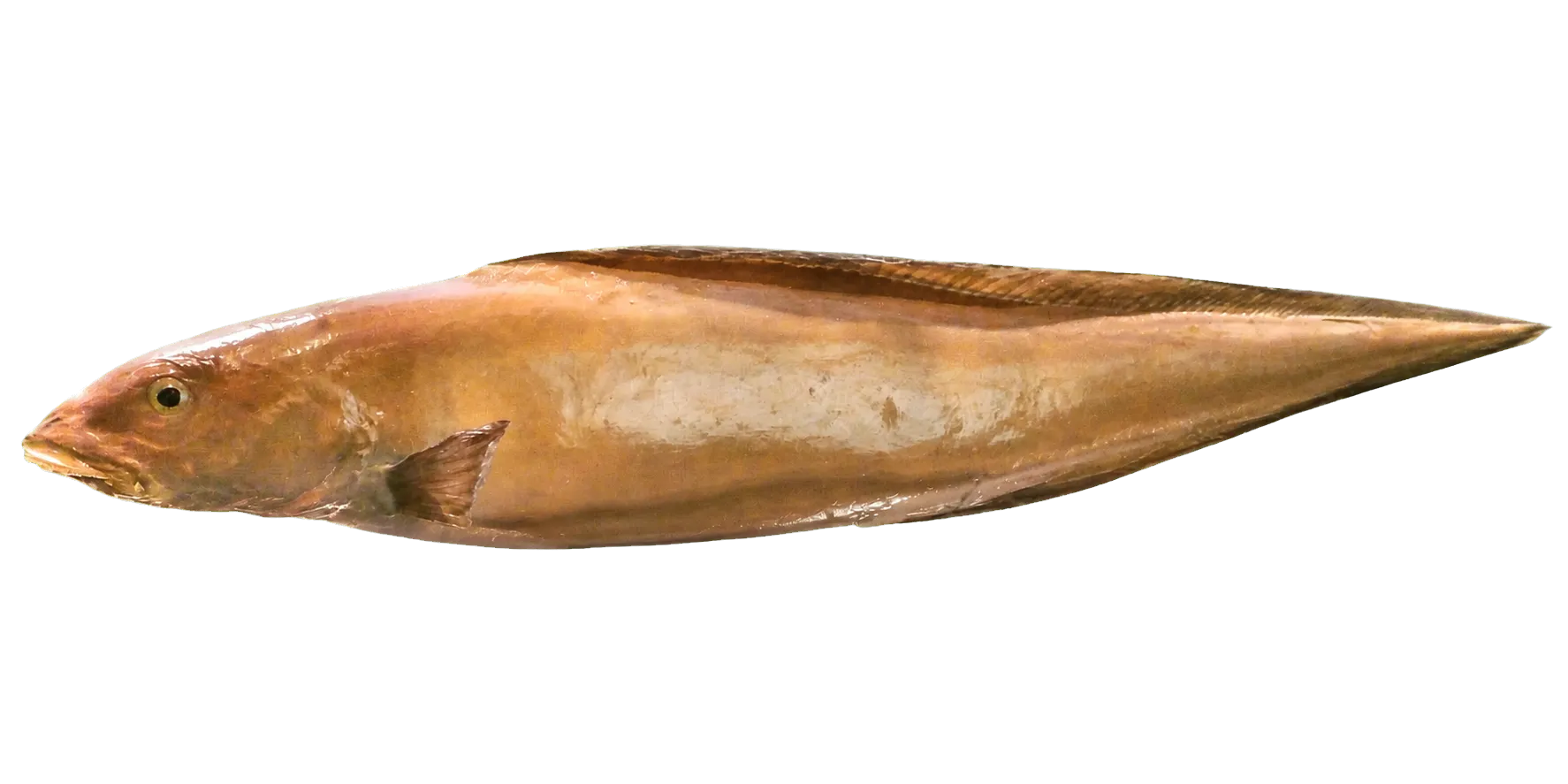 Jelly eelpout (Bothrocara tanakae) specimen