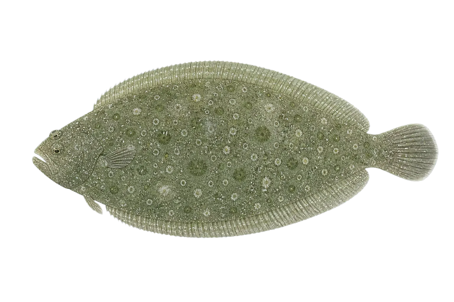 St. Helena flounder (Bothus mellissi) specimen