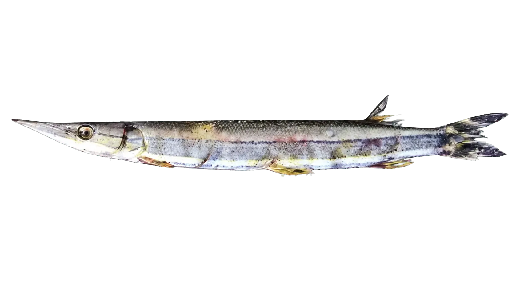 Striped pike-characin (Boulengerella lateristriga) specimen