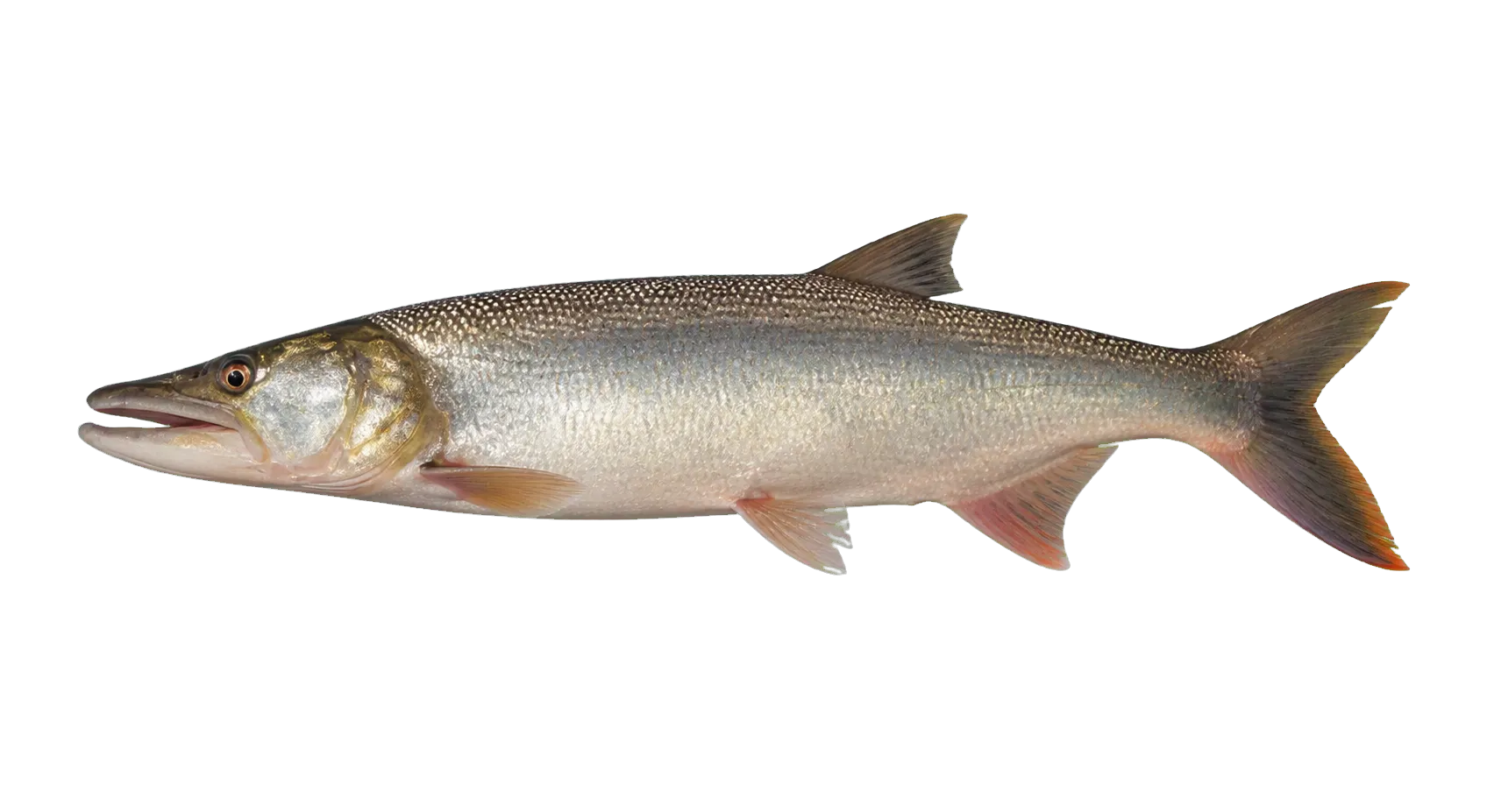 Golden pike-characin (Boulengerella lucius) specimen