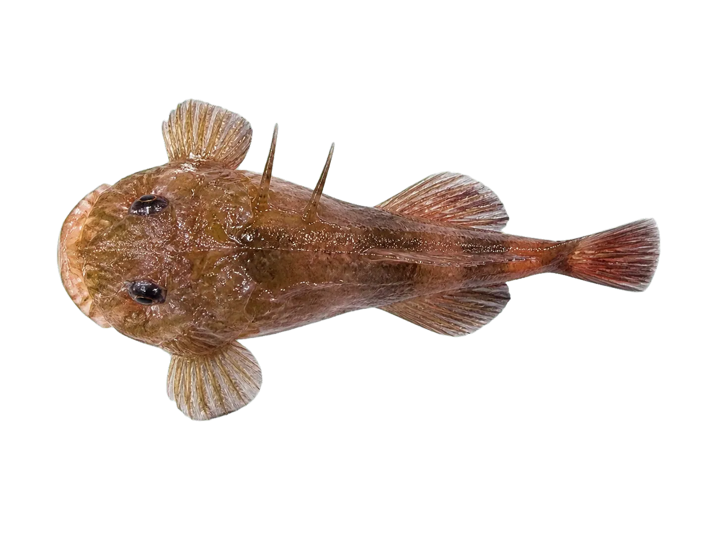 Tristan Klipfish (Bovichtus diacanthus) specimen