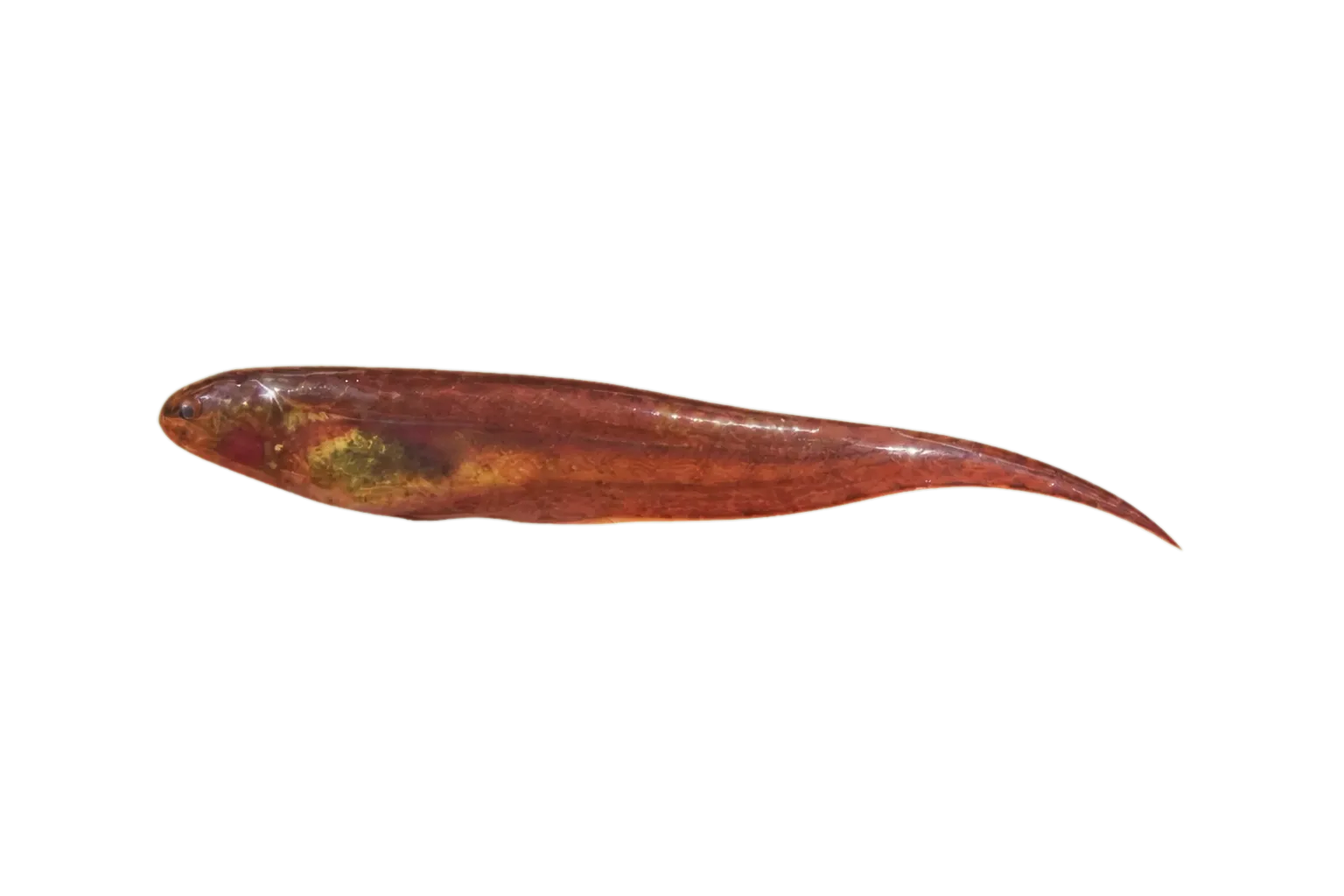 Brachyhypopomus gauderio (Brachyhypopomus gauderio) specimen