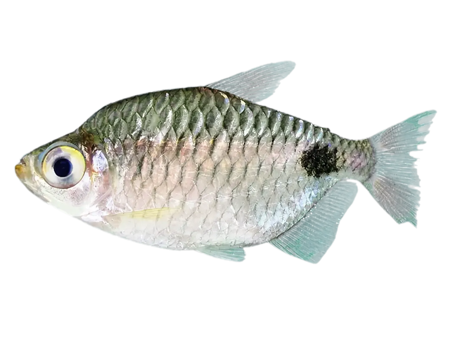 African Spottail Tetra (Brachypetersius altus) specimen