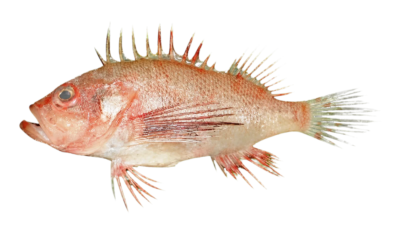 Sawcheek scorpionfish (Brachypterois serrulata) specimen