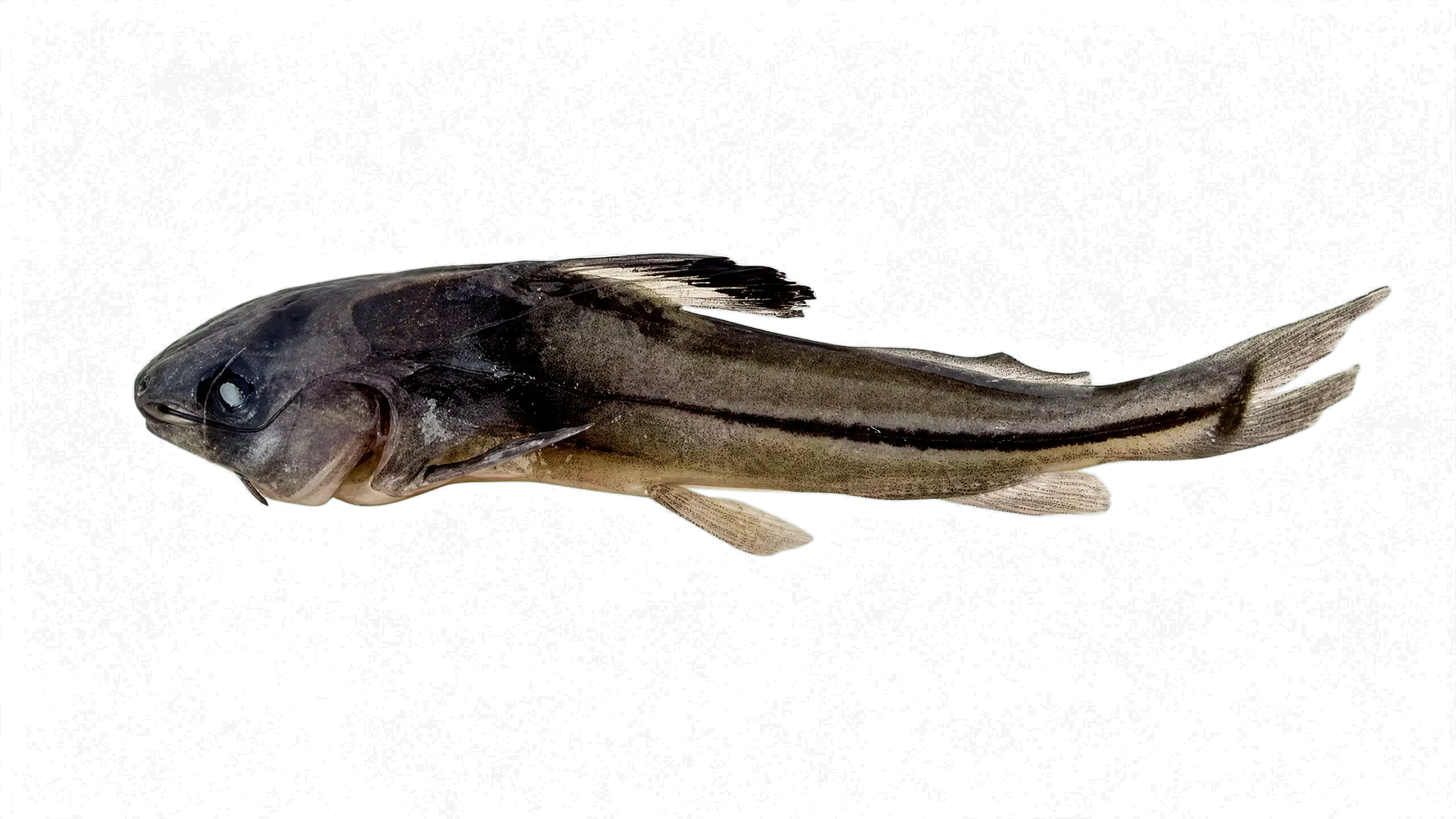 Brachyrhamdia meesi (Brachyrhamdia meesi) specimen