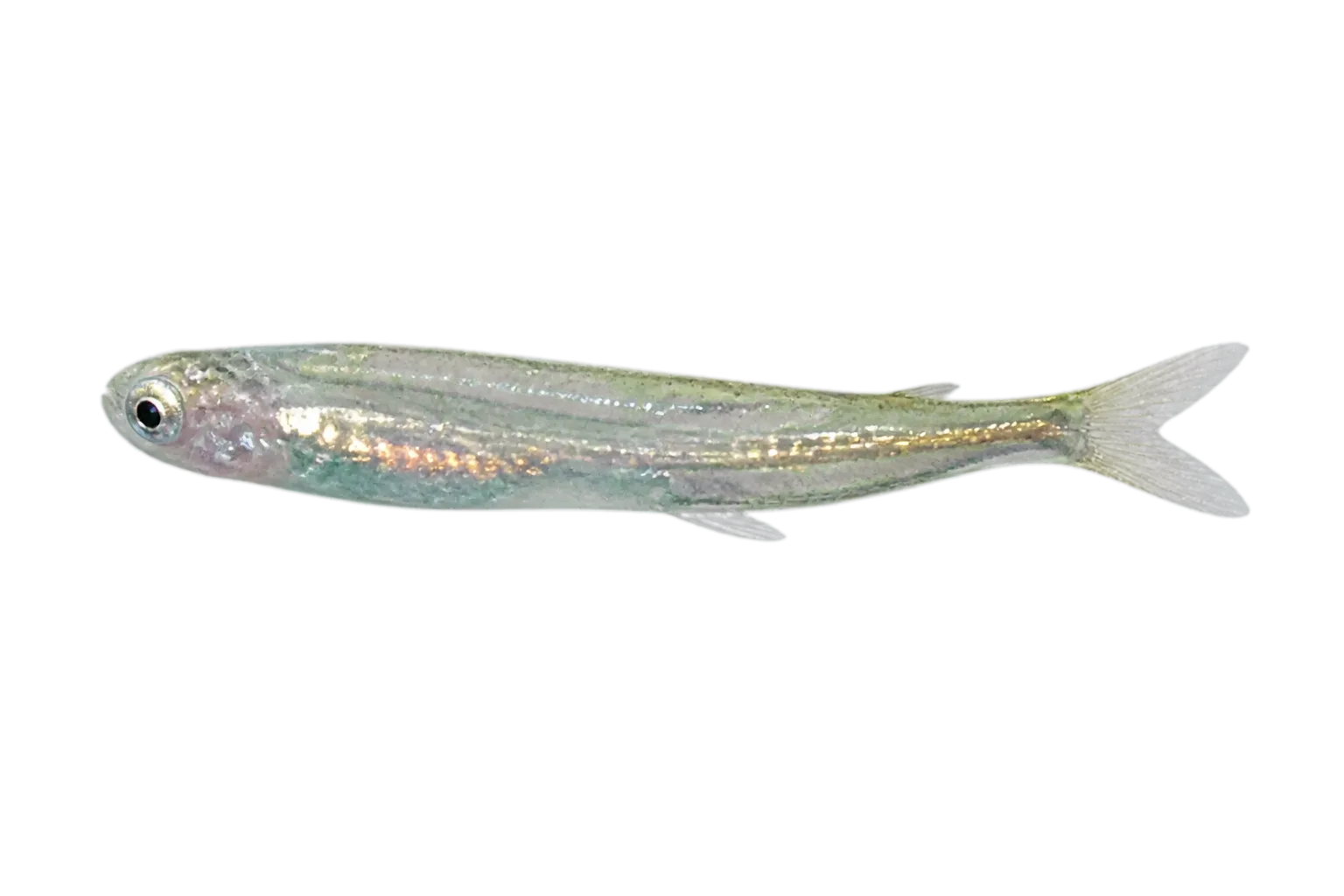 Parismina toothcarp (Brachyrhaphis parismina) specimen
