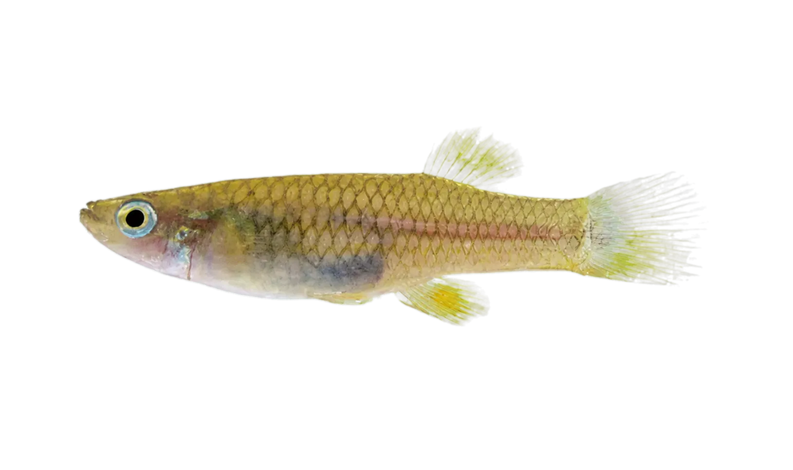 Cricamola toothcarp (Brachyrhaphis punctifer) specimen