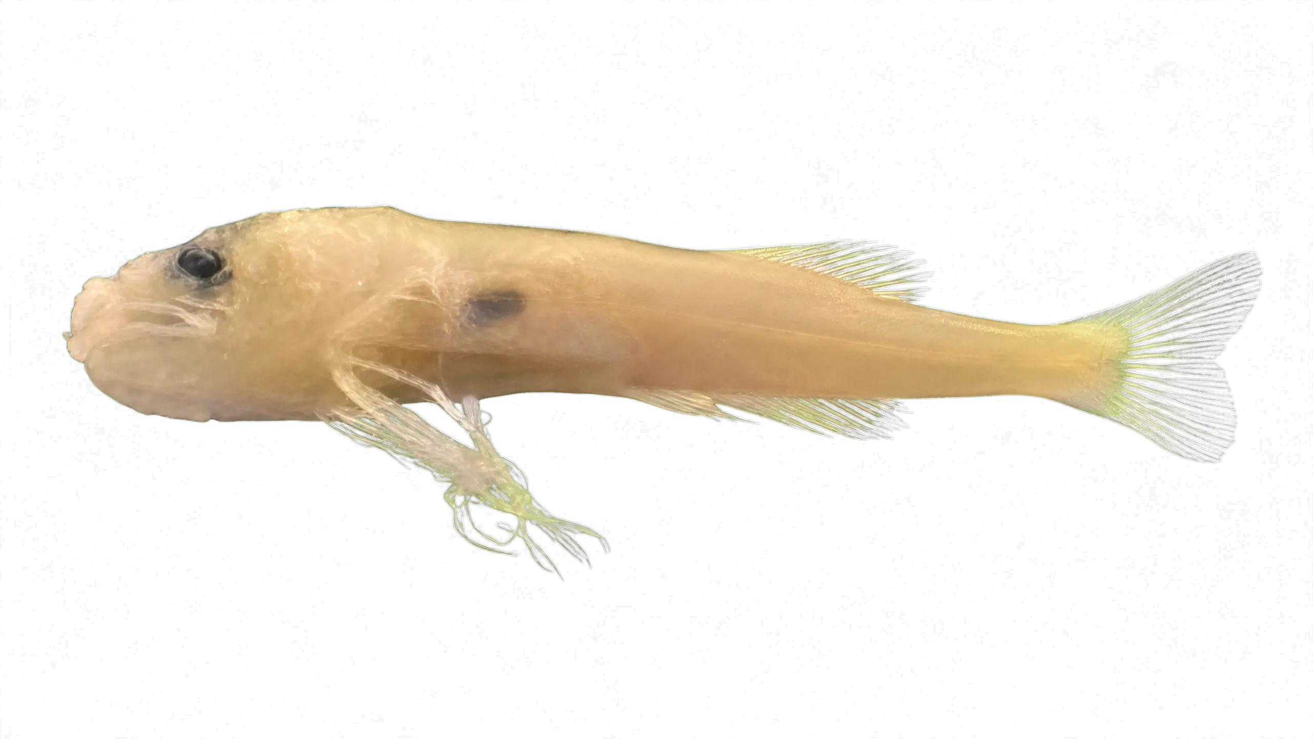antenna codlet (Bregmaceros atlanticus) specimen