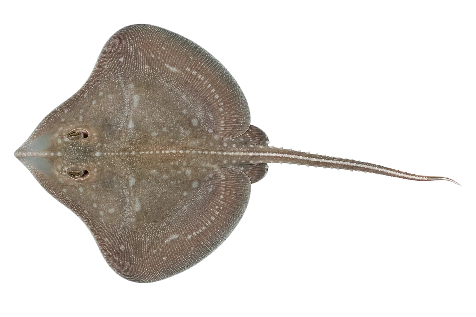 Brightspot skate (Breviraja claramaculata) specimen