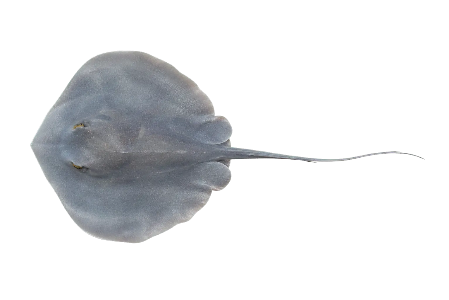 Coromandel whipray (Brevitrygon imbricata) specimen