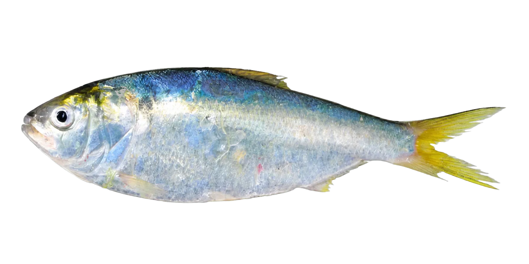 Argentine menhaden (Brevoortia pectinata) specimen