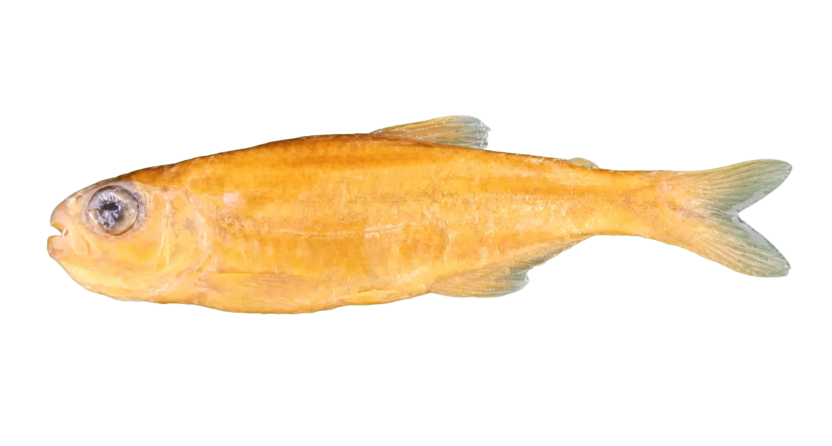 Bryconamericus deuterodonoides (Bryconamericus deuterodonoides) specimen